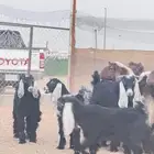 جفار وتيوس