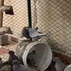 حمام غير معروف بس انا الي اشوف حمام قلابي ي لوت ي قلاب