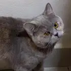 قط بريتش ودود للتبني