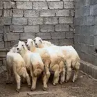 للبيع