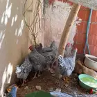 دجاج امروك
