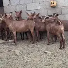 جفار محايلية هجين كلهاري