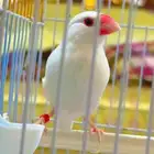 جاوا البينو عيون حمر