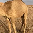 بكره حقه