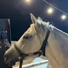 حصان كفو مستعجللل للبيع على السوم