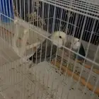 طيور روز ايطالي