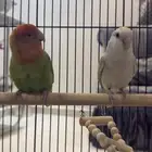 جوز روز للبيع على السوم