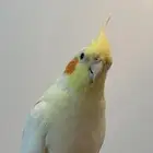 (كروان لاتينو اليف )