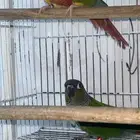 زوج كنيور أليف منتج