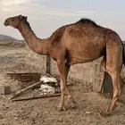 بكره حمراء مشروطه من جميع العذاريب