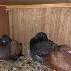 السلام عليكم ورحمة الله وبركاته