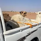 موصل حلال اغنام - حشو