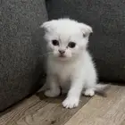 قطط للبيع