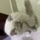 قطه لتبني