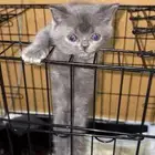 قطط للبيع