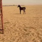 مهر اللبيع