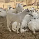 مشروع اكحل