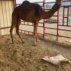 بكار حمر طيبه