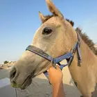 مهر