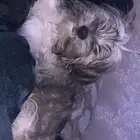 كلب مالتيز ذكر عمره 5 شهور