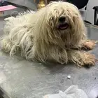 كلب للتبني مالتيز