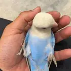 روز اليف للبيع