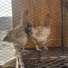 ديك عربي ودجاجتين بلدي كفو وشرط