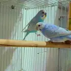 زوج بادجي هولندي منتج معه فرخين