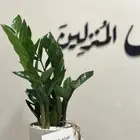 نباتات داخلية