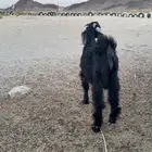 تيس طيب ينفع فحل