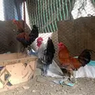 دجاج بلدي اصيل