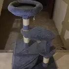 قطط