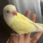 روز اليف شرط