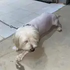 كلب مالتيز صحته كويسه