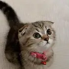 قطوه سكوتش