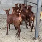 جفار دهم عدد 10 ( تم البيع )