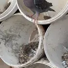حمام كنق