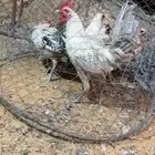 دجاج