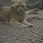 قطه انثى سكوتش لتزواج