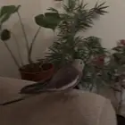 مفقود طير كروان رصاصي بعنيزه