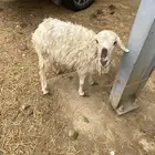 رخل ذبيحة