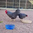 دجاج امريكي العملاق خوارج جوز مستو فخم فاخر