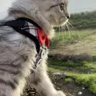 قطه للبيع