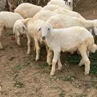 الحجرة الجرين وادي مدع