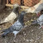 حمام باكستاني طبات