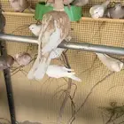 قماري يا كريم