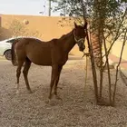 مهر شعبي العمر سنة