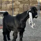 تيس عارضي