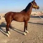 حصان شعبي كفو