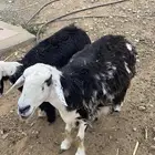 ضان نجديه فاخره للبيع